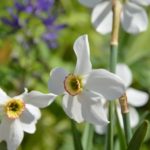 Narcissus Actaea