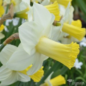 Narcissus Ara