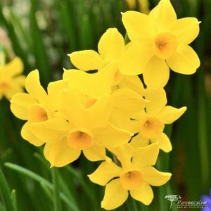 Narcissus Baby Boomer