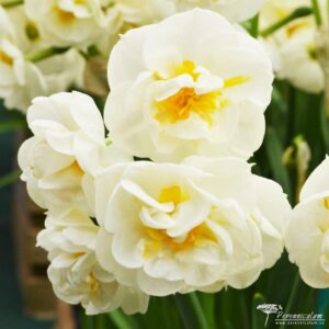 Narcissus Cheerfulness