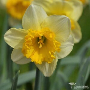 Narcissus Curly