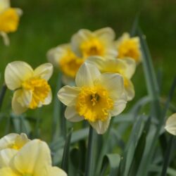 Narcissus Curly