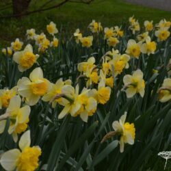 Narcissus Curly