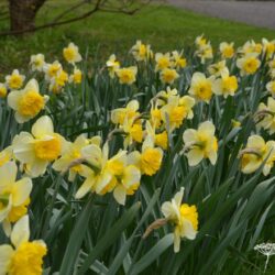 Narcissus Curly