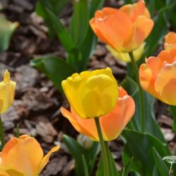 Tulipa Daydream