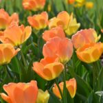 Tulipa Daydream