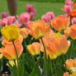 Tulipa Daydream