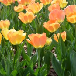 Tulipa Daydream