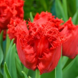 Tulipa Indiana