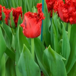 Tulipa Indiana