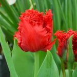 Tulipa Indiana
