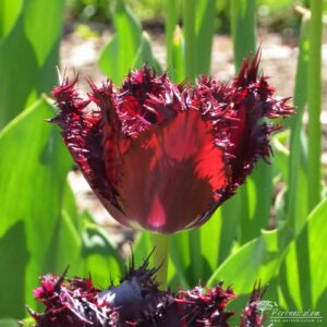 Tulipa Labrador