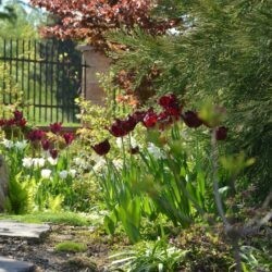 Tulipa Labrador