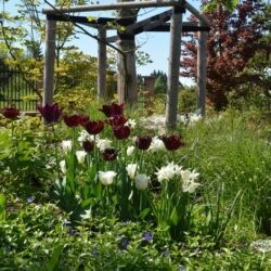 Tulipa Labrador
