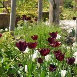 Tulipa Labrador
