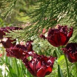 Tulipa Labrador