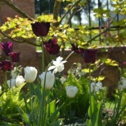 Tulipa Labrador