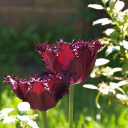 Tulipa Labrador