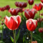 Tulipa Leen van der Mark