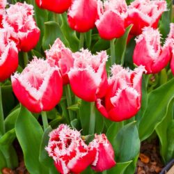 Tulipa New Santa