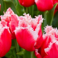 Tulipa New Santa