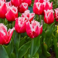 Tulipa New Santa