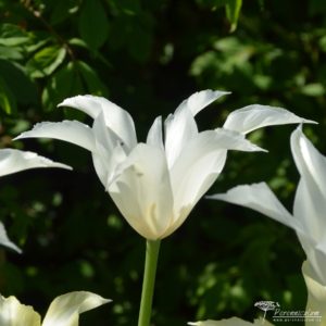 Tulipa Sapporo