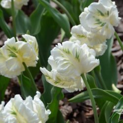 Tulipa Super Parrot