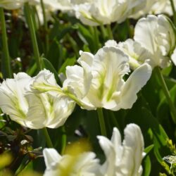 Tulipa Super Parrot