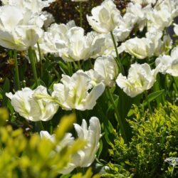 Tulipa Super Parrot