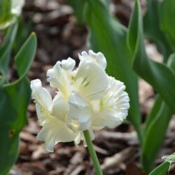 Tulipa Super Parrot