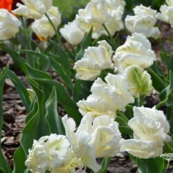 Tulipa Super Parrot