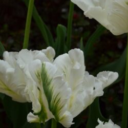 Tulipa Super Parrot