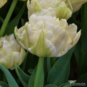 Tulipa Verona