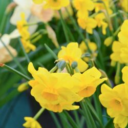 Narcissus Kokopelli