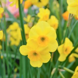 Narcissus Kokopelli