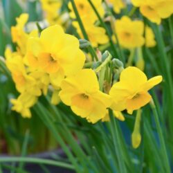 Narcissus Kokopelli