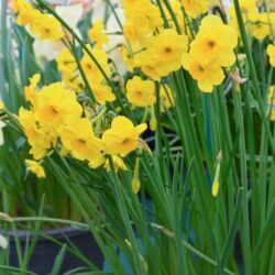 Narcissus Kokopelli