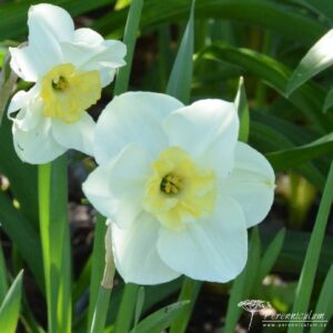 Narcissus Lemon Beauty