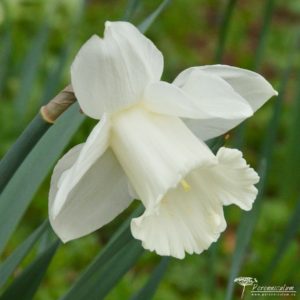 Narcissus Mount Hood