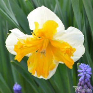 Narcissus Orangery