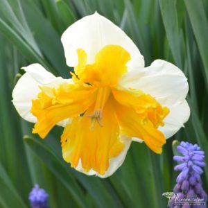 Narcissus Orangery