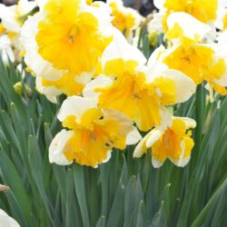 Narcissus Orangery