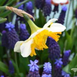 Narcissus Orangery
