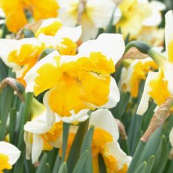 Narcissus Orangery