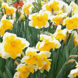 Narcissus Orangery