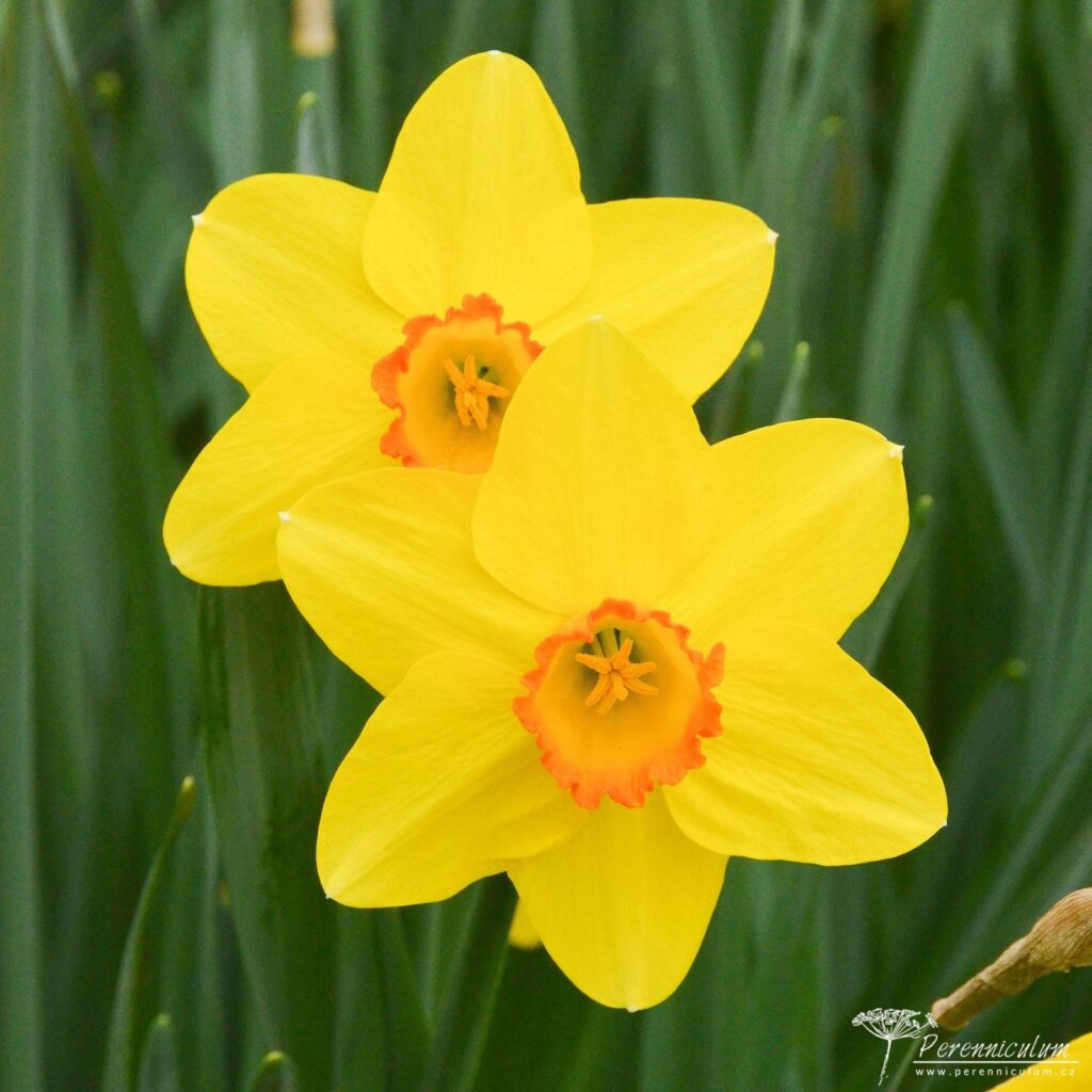 Narcissus Pinza