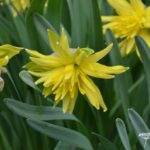 Narcissus Rip van Winkle