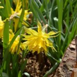Narcissus Rip van Winkle