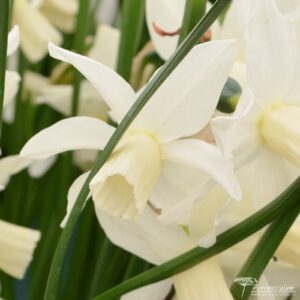 Narcissus Toto